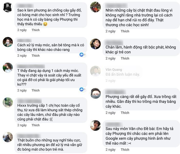 Nhiều trường chặt hạ hàng loạt cây phượng 'vô tội vạ', cộng đồng mạng xót xa - 4