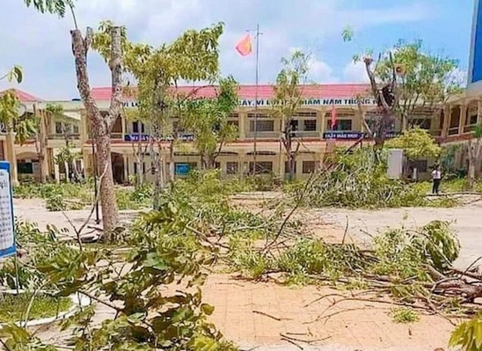 Ảnh: Hàng loạt cây phượng bị chăng dây 'cách ly', cắt tỉa đến trụi cành lá - 5