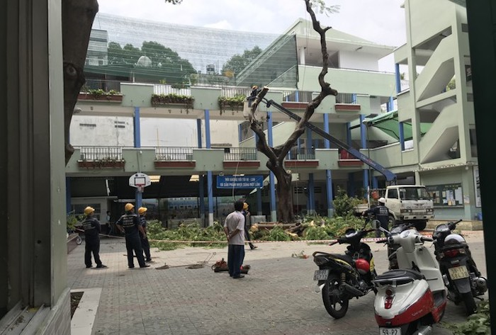 Ảnh: Hàng loạt cây phượng bị chăng dây 'cách ly', cắt tỉa đến trụi cành lá - 2