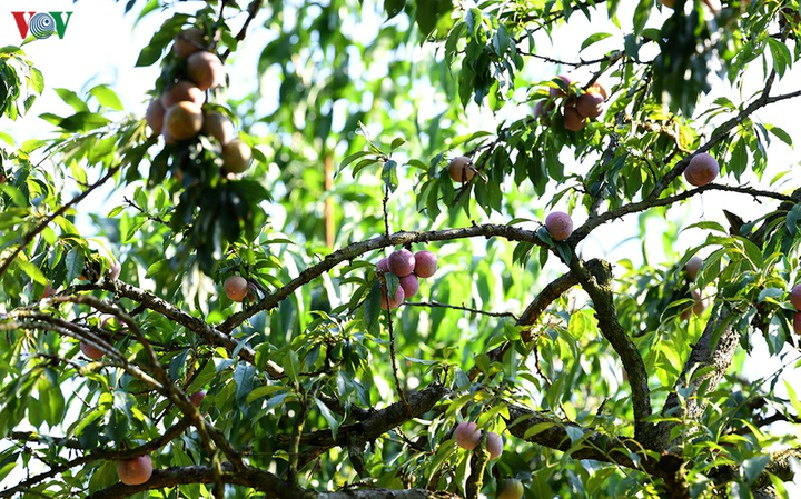 Quả 'vàng' vào mùa thu hoạch, nông dân Mộc Châu kiếm tiền triệu mỗi ngày - 3