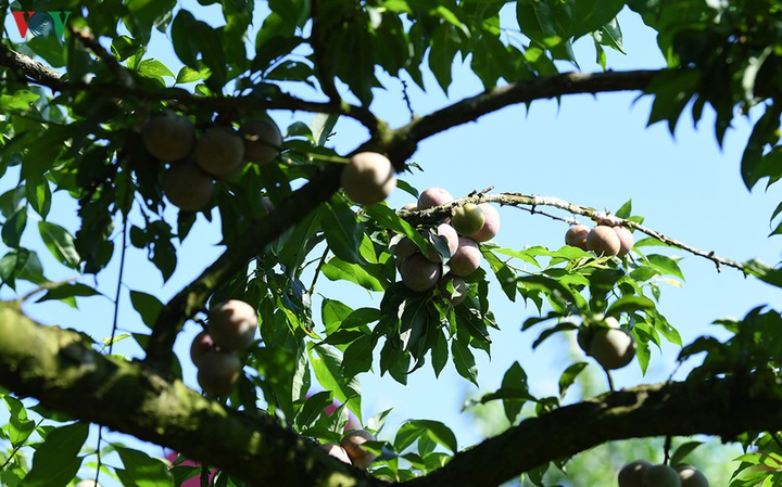 Quả 'vàng' vào mùa thu hoạch, nông dân Mộc Châu kiếm tiền triệu mỗi ngày - 4