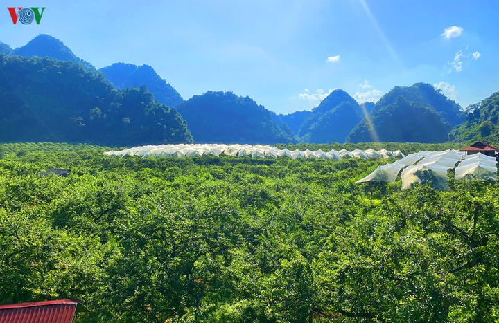 Quả 'vàng' vào mùa thu hoạch, nông dân Mộc Châu kiếm tiền triệu mỗi ngày - 1