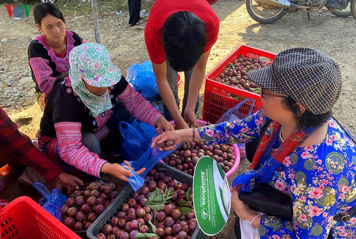 Quả 'vàng' vào mùa thu hoạch, nông dân Mộc Châu kiếm tiền triệu mỗi ngày - 17