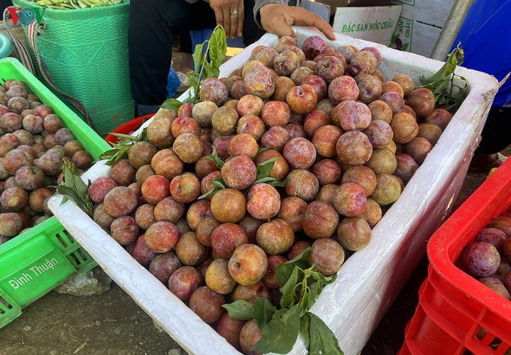 Quả 'vàng' vào mùa thu hoạch, nông dân Mộc Châu kiếm tiền triệu mỗi ngày - 16