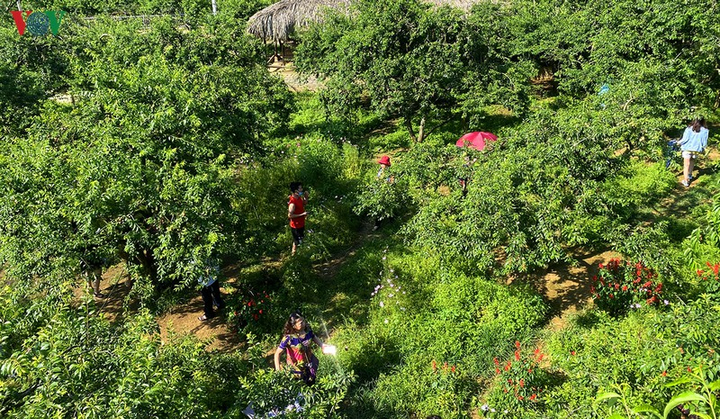 Quả 'vàng' vào mùa thu hoạch, nông dân Mộc Châu kiếm tiền triệu mỗi ngày - 2