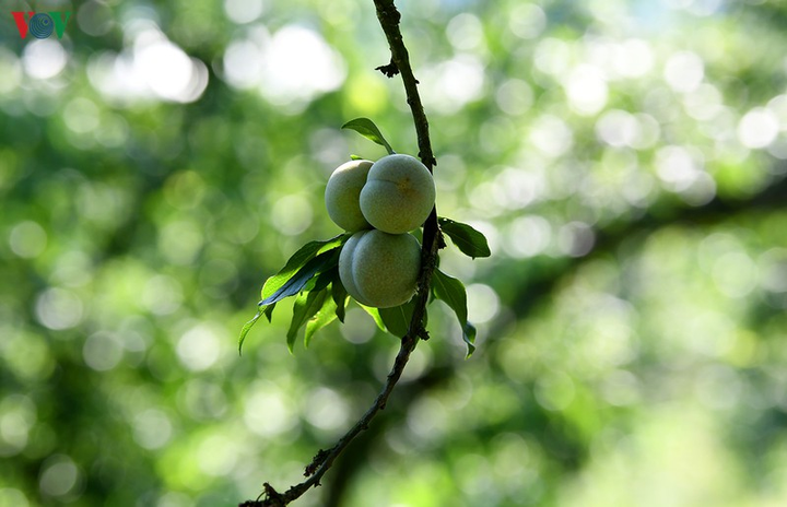 Quả 'vàng' vào mùa thu hoạch, nông dân Mộc Châu kiếm tiền triệu mỗi ngày - 5