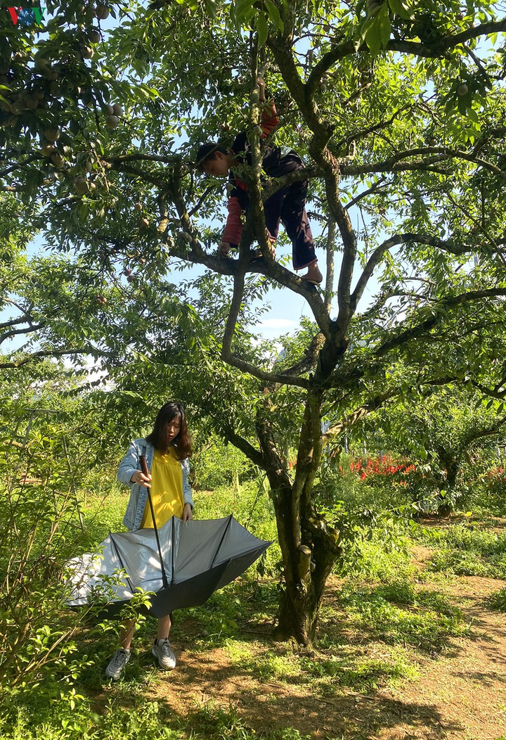 Quả 'vàng' vào mùa thu hoạch, nông dân Mộc Châu kiếm tiền triệu mỗi ngày - 11