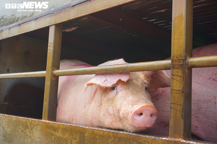 Việt Nam kiểm soát lợn sống nhập khẩu thế nào? - 1