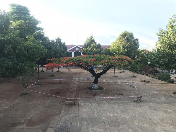 Ảnh: Hàng loạt cây phượng bị chăng dây 'cách ly', cắt tỉa đến trụi cành lá - 6