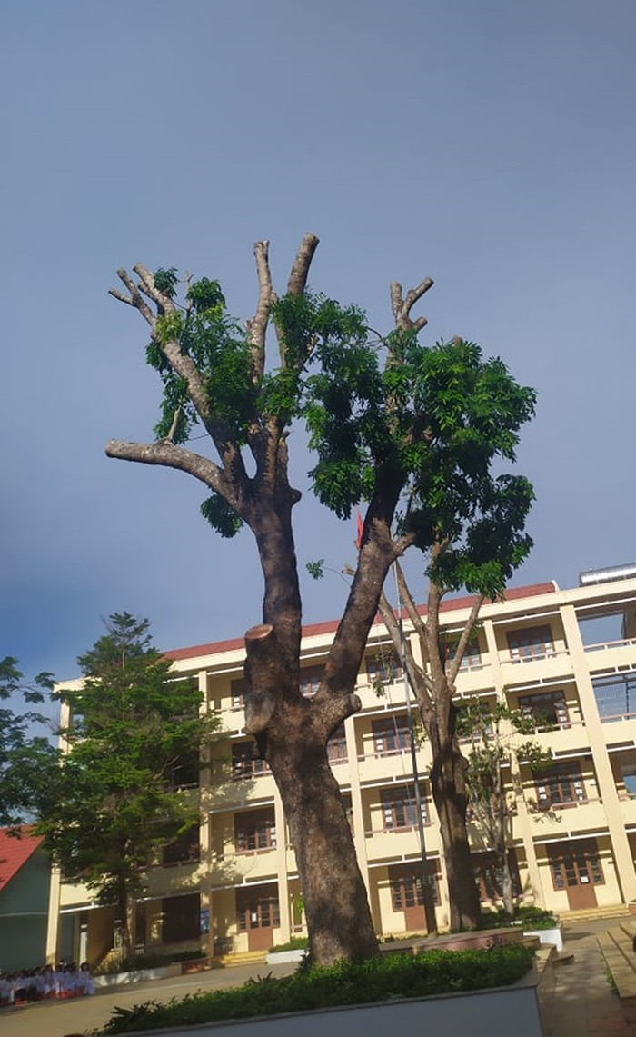 Ảnh: Hàng loạt cây phượng bị chăng dây 'cách ly', cắt tỉa đến trụi cành lá - 7