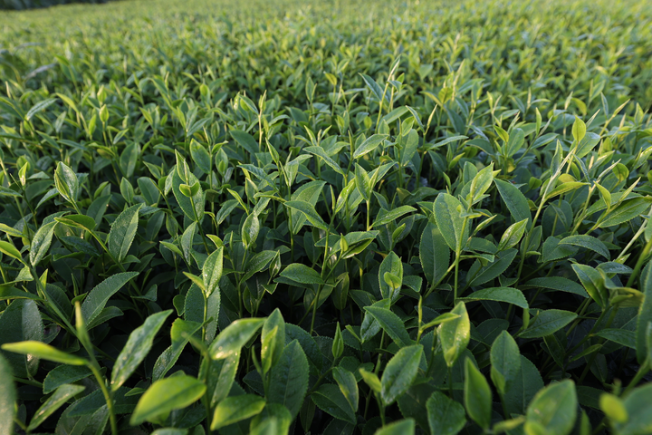 Mộc Châu xanh mướt những ngày hè - 5