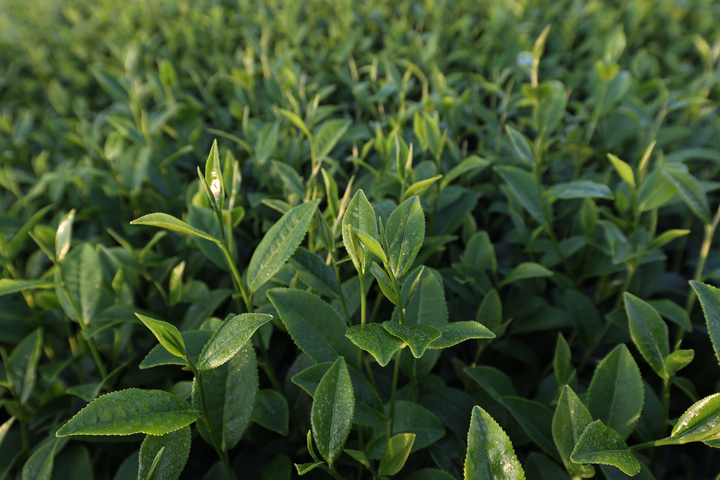 Mộc Châu xanh mướt những ngày hè - 4