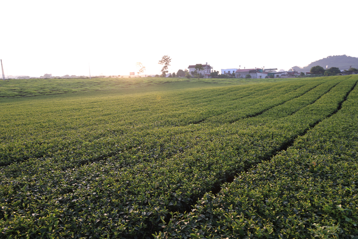 Mộc Châu xanh mướt những ngày hè - 6