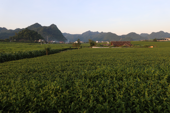 Mộc Châu xanh mướt những ngày hè - 9