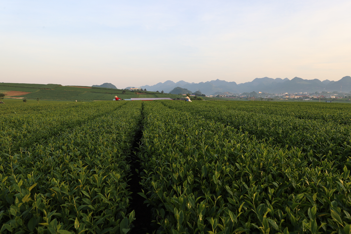 Mộc Châu xanh mướt những ngày hè - 7