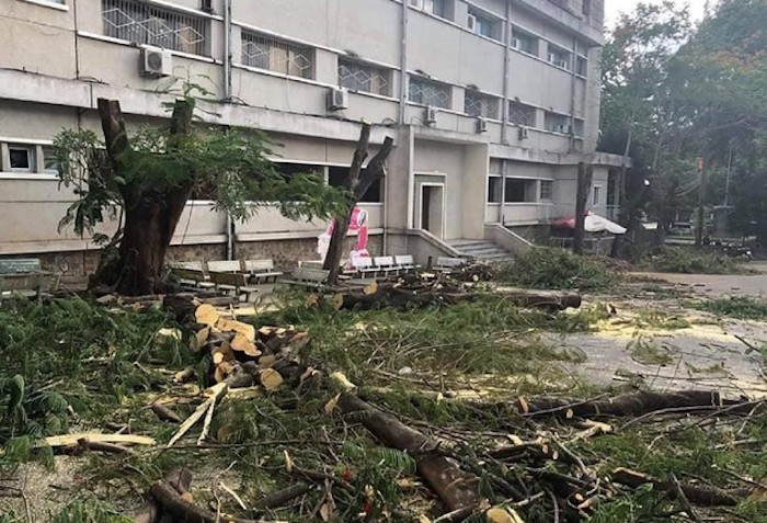 Không phải ngẫu nhiên hoa phượng là biểu tượng của học trò, cớ sao chặt bỏ? - 1