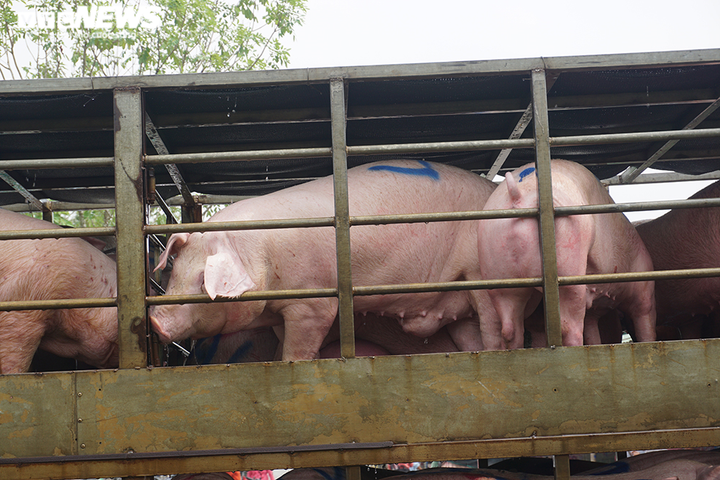 Chuẩn bị nhập khẩu lợn sống, giá trong nước bắt đầu giảm - 1