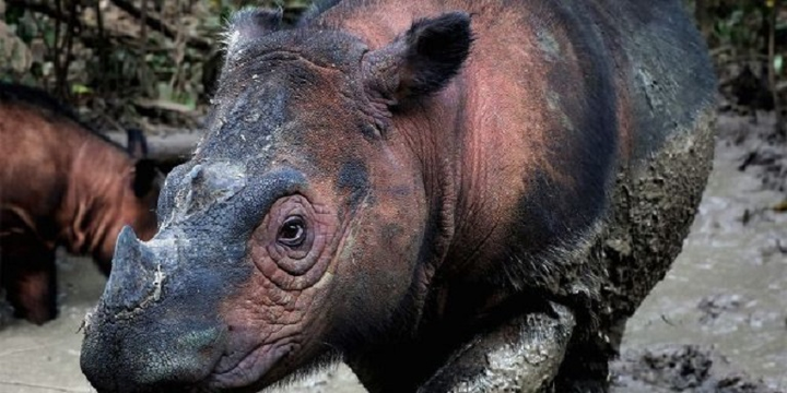 Động, thực vật đứng trước nguy cơ tuyệt chủng với tốc độ chưa từng có - 1