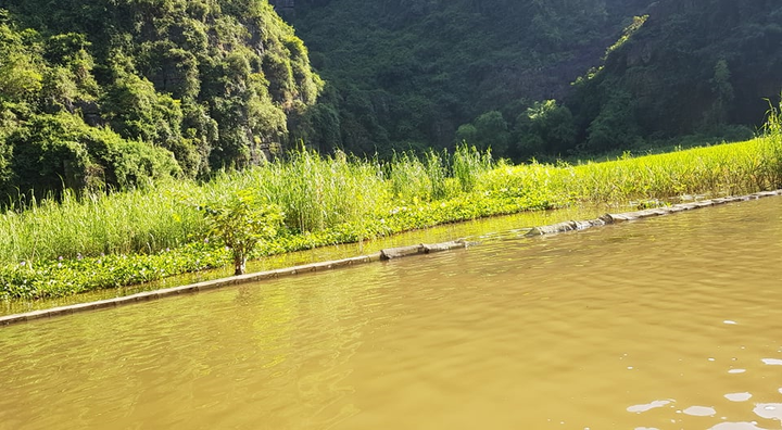 Qua mùa lúa chín, Tam Cốc đẹp dịu dàng, mướt mắt lạ kỳ - 1