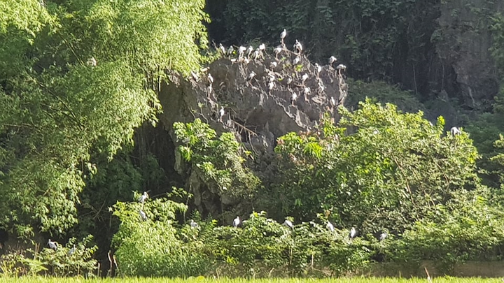 Qua mùa lúa chín, Tam Cốc đẹp dịu dàng, mướt mắt lạ kỳ - 3