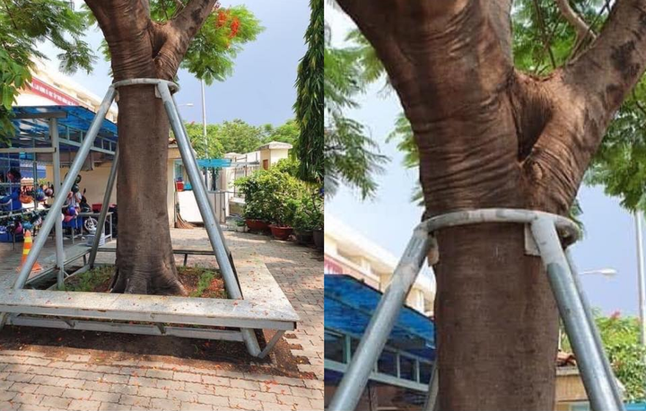 Ngăn cây phượng gãy đổ bằng trụ kim loại: Dân mạng tranh cãi gay gắt - 1