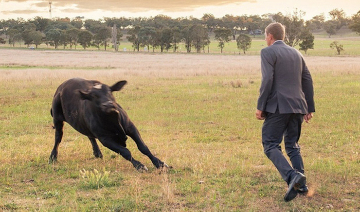 Chụp ảnh cưới, bị đàn bò phá đám - 8