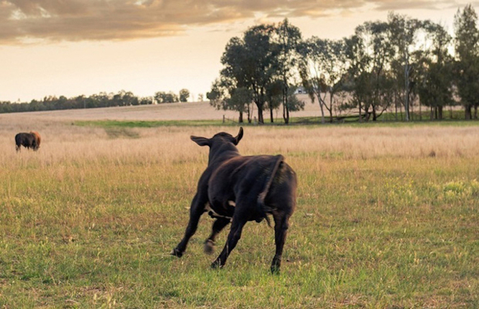 Chụp ảnh cưới, bị đàn bò phá đám - 7