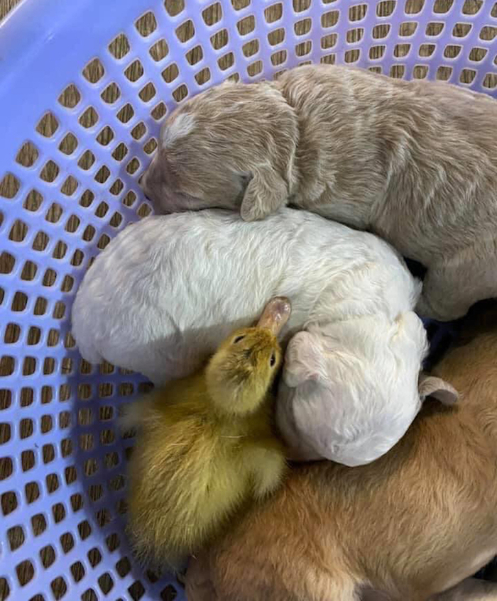 Tưởng chó là mẹ, vịt con lao vào tranh bú với chó con - 3
