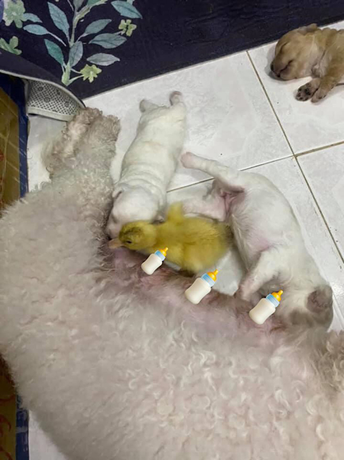 Tưởng chó là mẹ, vịt con lao vào tranh bú với chó con - 2