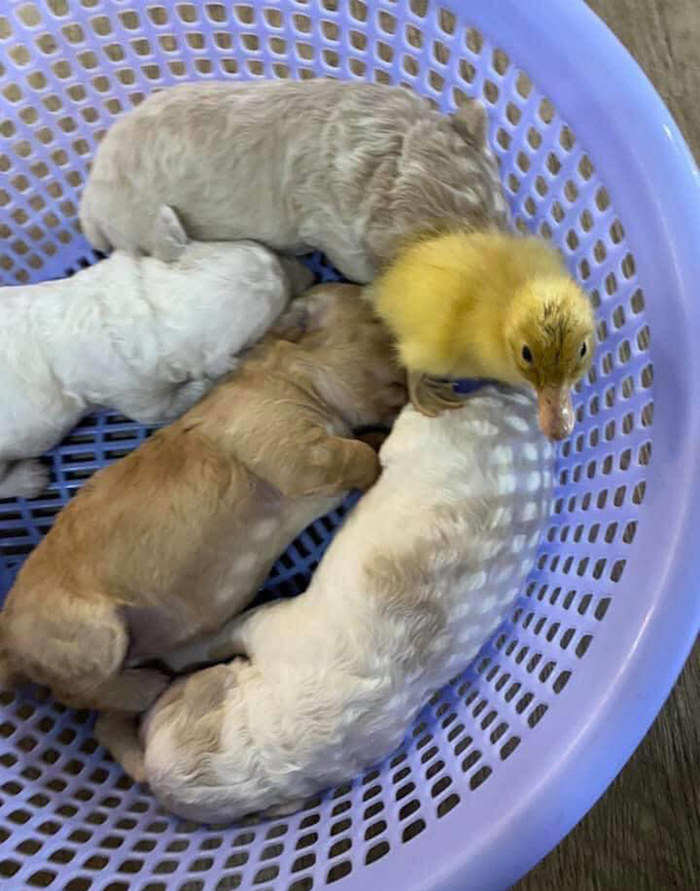 Tưởng chó là mẹ, vịt con lao vào tranh bú với chó con - 4