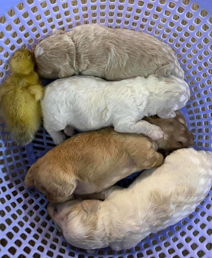 Tưởng chó là mẹ, vịt con lao vào tranh bú với chó con - 5