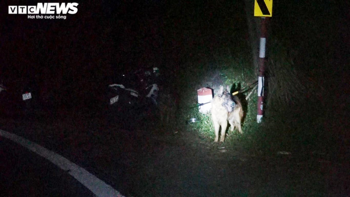 Hàng trăm chiến sỹ cùng chó nghiệp vụ truy bắt kẻ vượt tù trốn trên đèo Hải Vân - 2