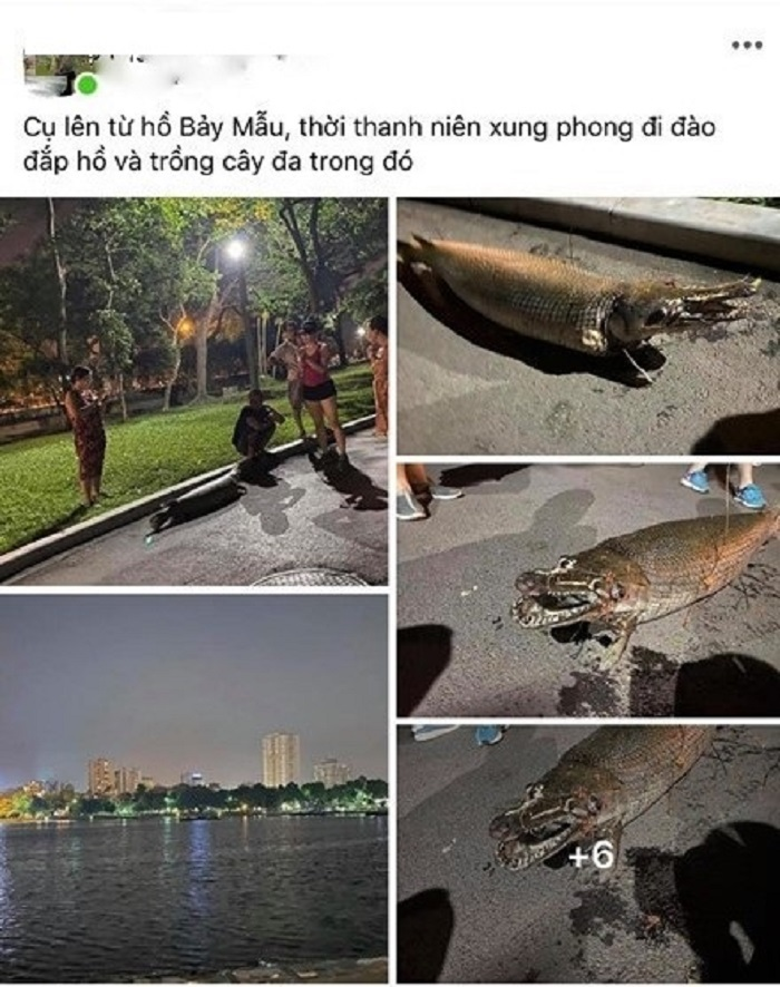 Sự thật thông tin cá sấu khổng lồ chết ở Công viên Thống Nhất - 2