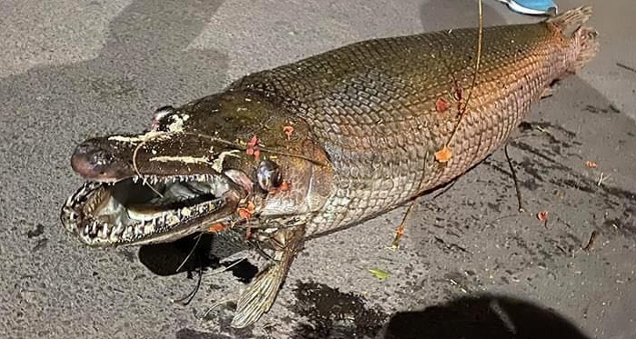 Sự thật thông tin cá sấu khổng lồ chết ở Công viên Thống Nhất - 1