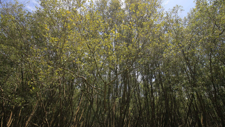 Nước biển dâng có thể 'quét sạch' rừng ngập mặn vào năm 2050 - 1