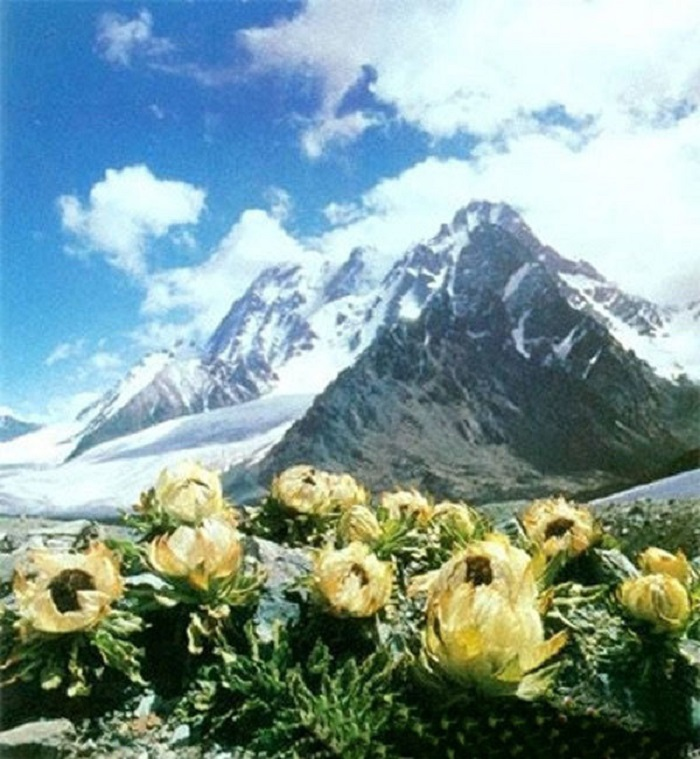 Khách săn lùng loài sen 7 năm nở 1 lần, giá 5 triệu đồng/bông - 1