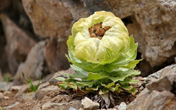 Khách săn lùng loài sen 7 năm nở 1 lần, giá 5 triệu đồng/bông - 5