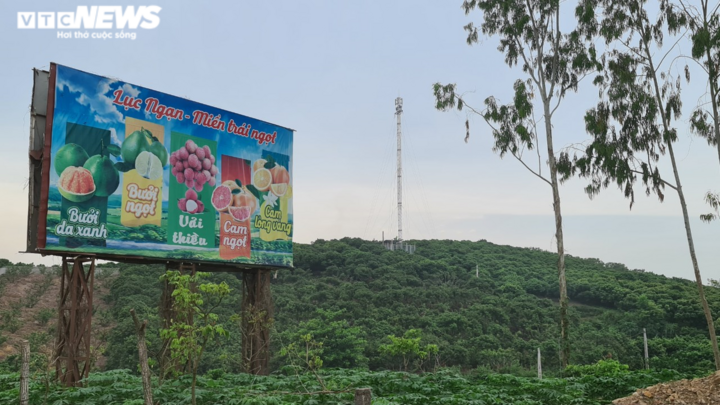 Ảnh: Bắc Giang rộn ràng mùa vải sớm - 1