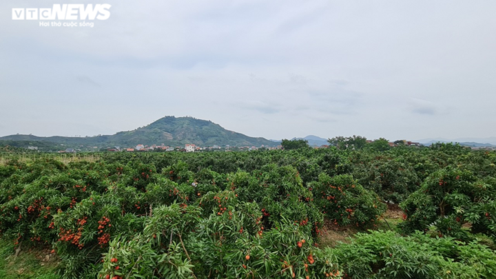 Ảnh: Bắc Giang rộn ràng mùa vải sớm - 2