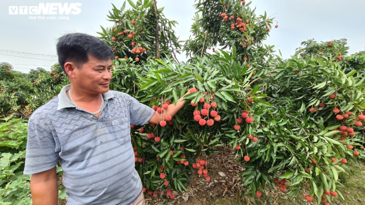 Ảnh: Bắc Giang rộn ràng mùa vải sớm - 4