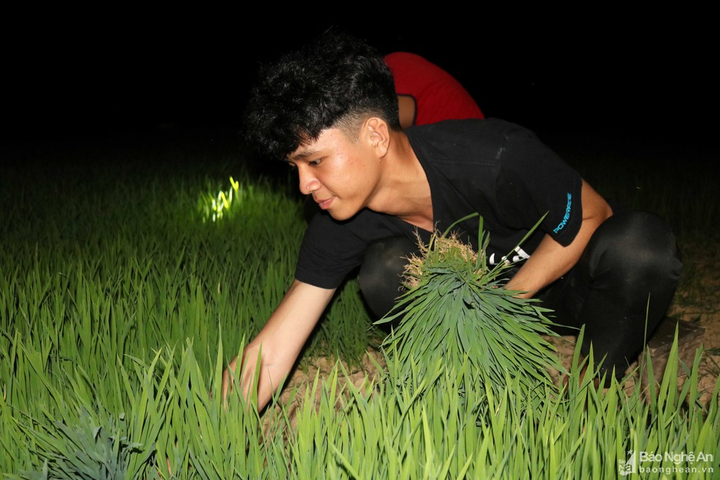 Ảnh: Tránh nắng nóng, nông dân Nghệ An thắp đèn nhổ mạ, cấy lúa về đêm - 4