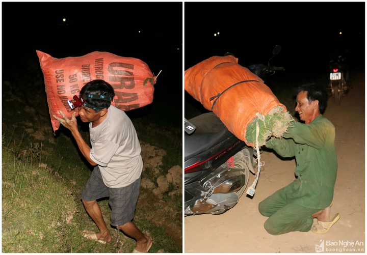 Ảnh: Tránh nắng nóng, nông dân Nghệ An thắp đèn nhổ mạ, cấy lúa về đêm - 8