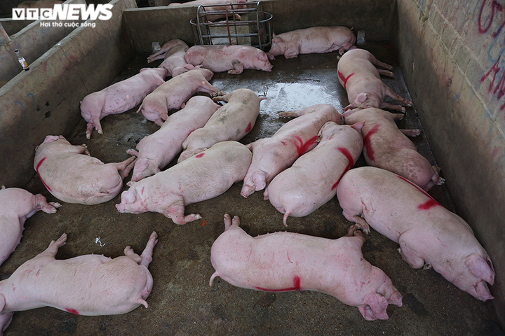 Chợ đầu mối vắng vẻ, thương lái đem lợn đến lại mang về - 4