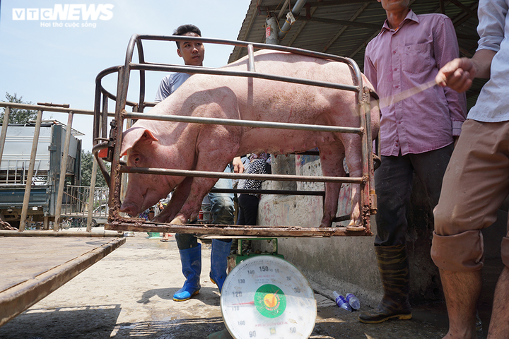 Chợ đầu mối vắng vẻ, thương lái đem lợn đến lại mang về - 6