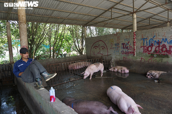 Chợ đầu mối vắng vẻ, thương lái đem lợn đến lại mang về - 9