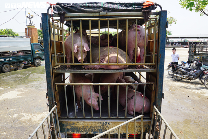 Chợ đầu mối vắng vẻ, thương lái đem lợn đến lại mang về - 7