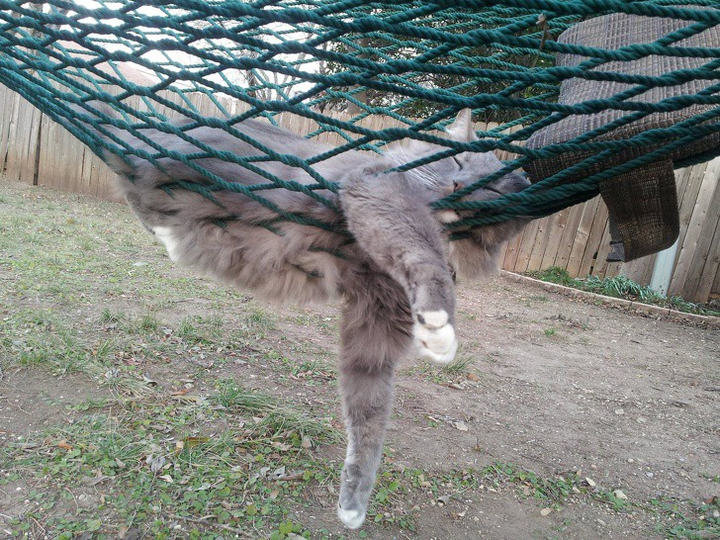 Ảnh: Những pha ngủ vùi hài hước 'khó đỡ' của thú cưng - 1