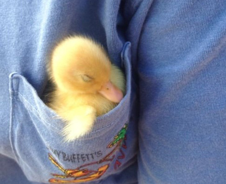 Ảnh: Những pha ngủ vùi hài hước 'khó đỡ' của thú cưng - 10