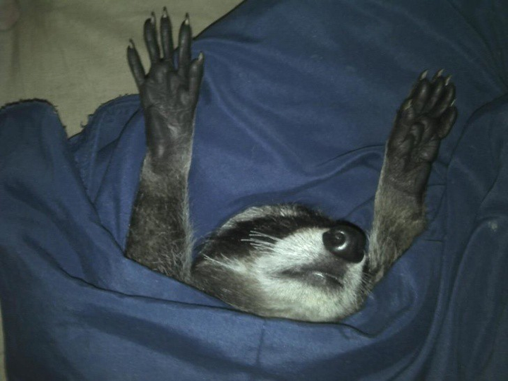 Ảnh: Những pha ngủ vùi hài hước 'khó đỡ' của thú cưng - 11