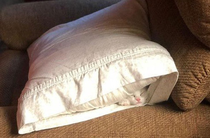 Ảnh: Những pha ngủ vùi hài hước 'khó đỡ' của thú cưng - 12